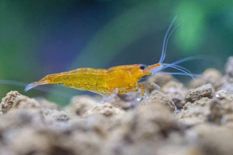 gamba neocaridina davidi, peces compatibles con medakas.